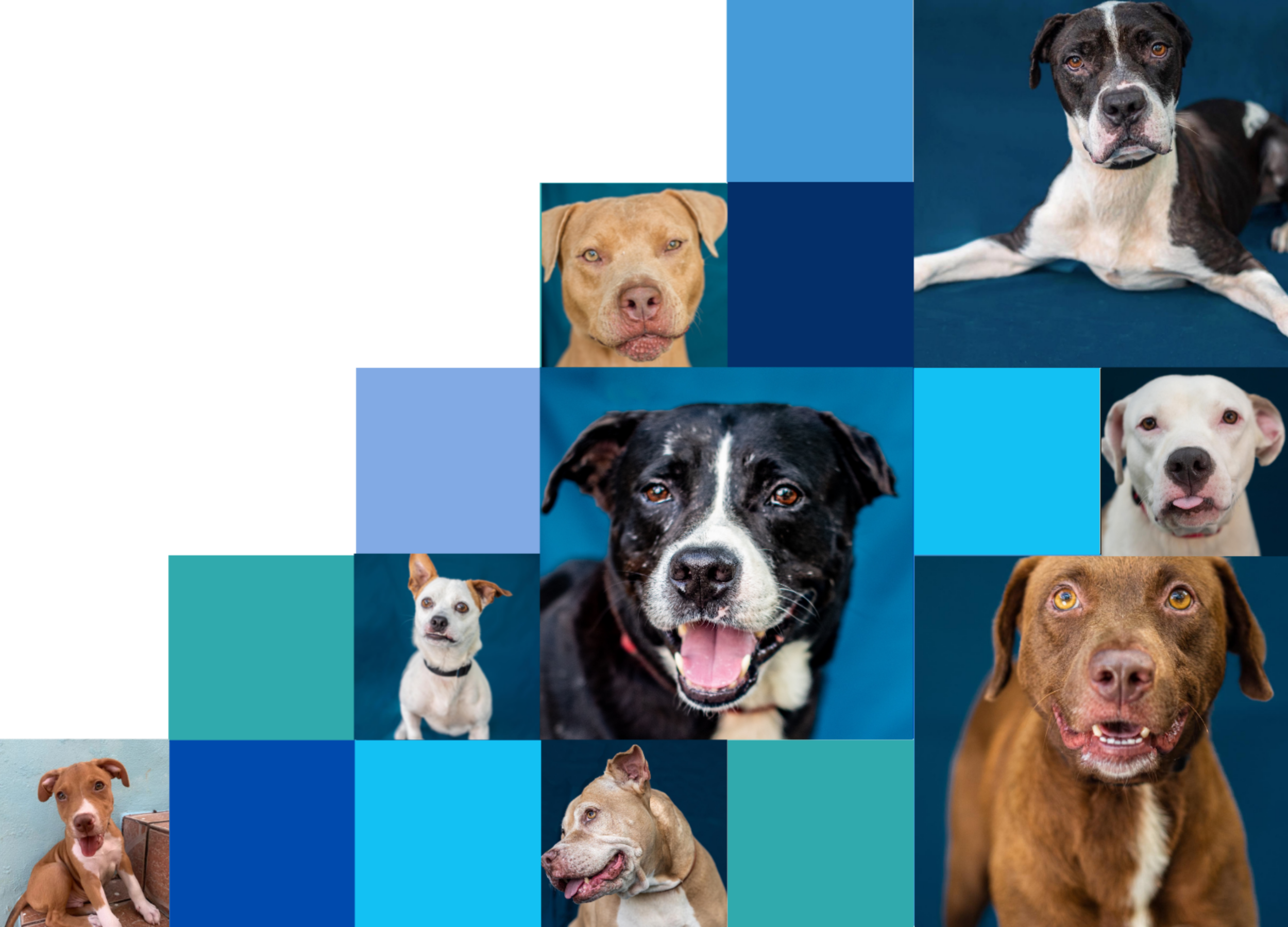 Paradise Rescue